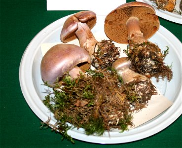 Cortinarius traganus on Prague international mushroom exhibition 2008, Czech Republic photo