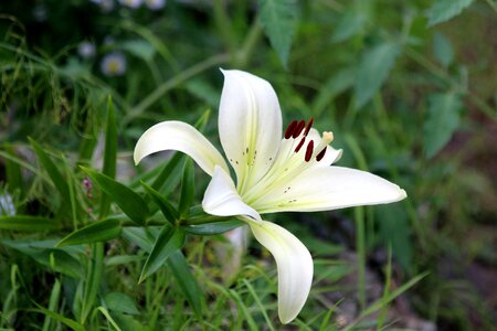 Flower plant summer