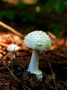 Small, white mushrooms (possibly Amanita cokeri), Lycoming County–Tioga County line, within the Algerine Swamp Natural Area of Tiadaghton State Forest. I've licensed this photo as Creative Commons Z photo