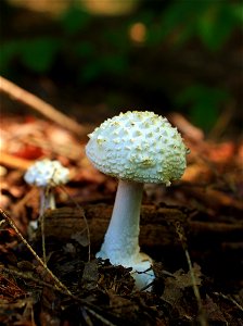 Small, white mushrooms (possibly Amanita cokeri), Lycoming County–Tioga County line, within the Algerine Swamp Natural Area of Tiadaghton State Forest. 

I've licensed this photo as Creative Commons Z