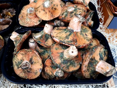 Bloody milk cap mushrooms. Price: 29 Euro / kg photo