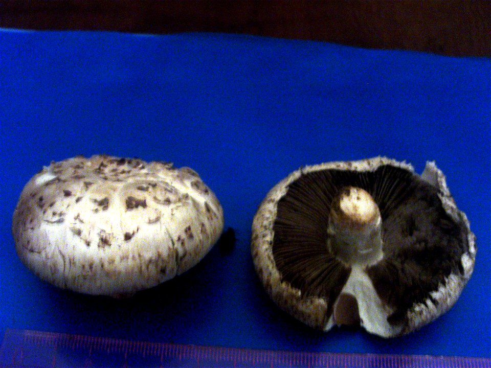 Agaricus bitorquis, Dehesa Boyal de Puertollano, Spain