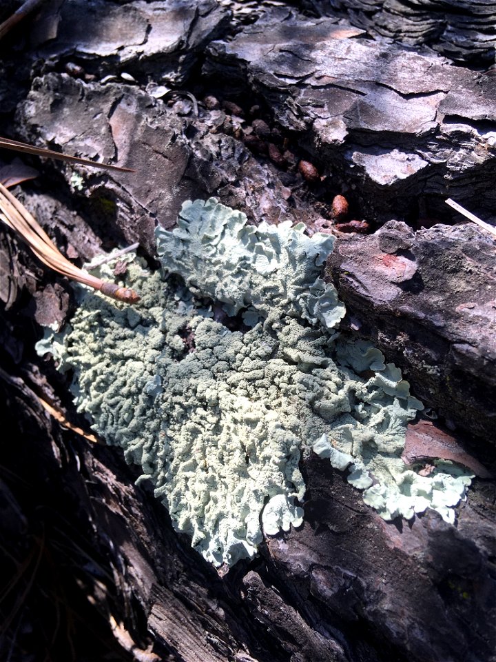 common greenshield lichen (Flavoparmelia caperata)