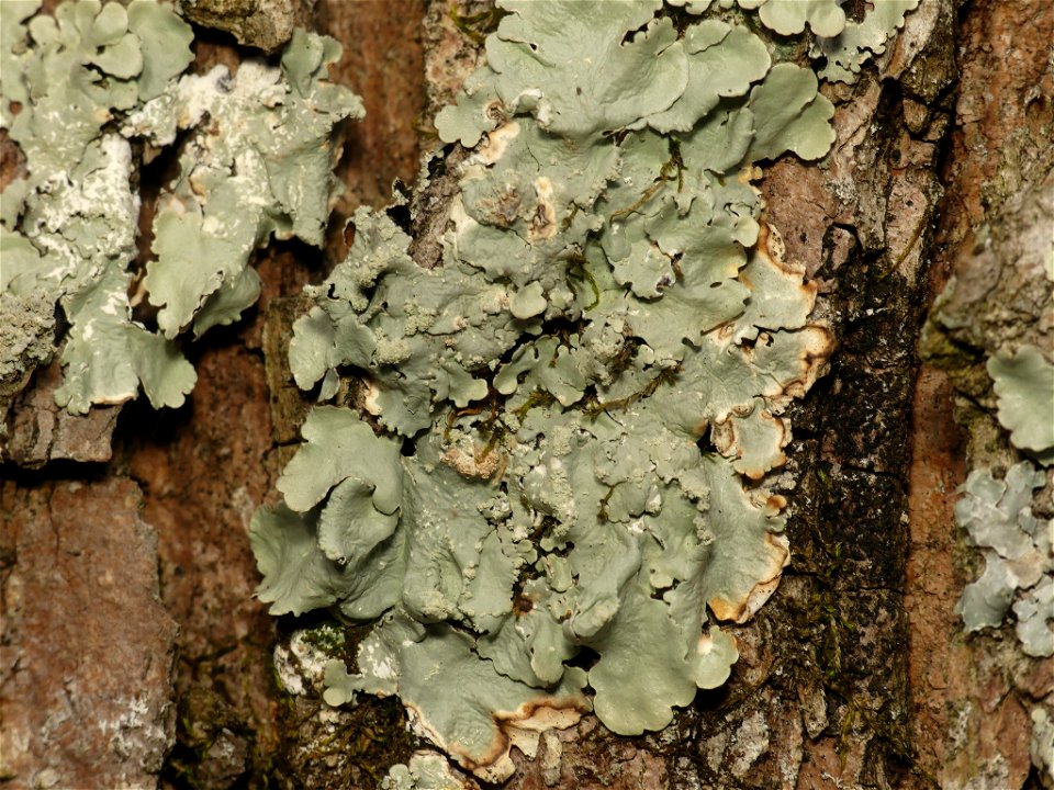 common greenshield lichen (Flavoparmelia caperata)