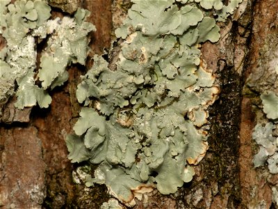 common greenshield lichen (Flavoparmelia caperata) photo