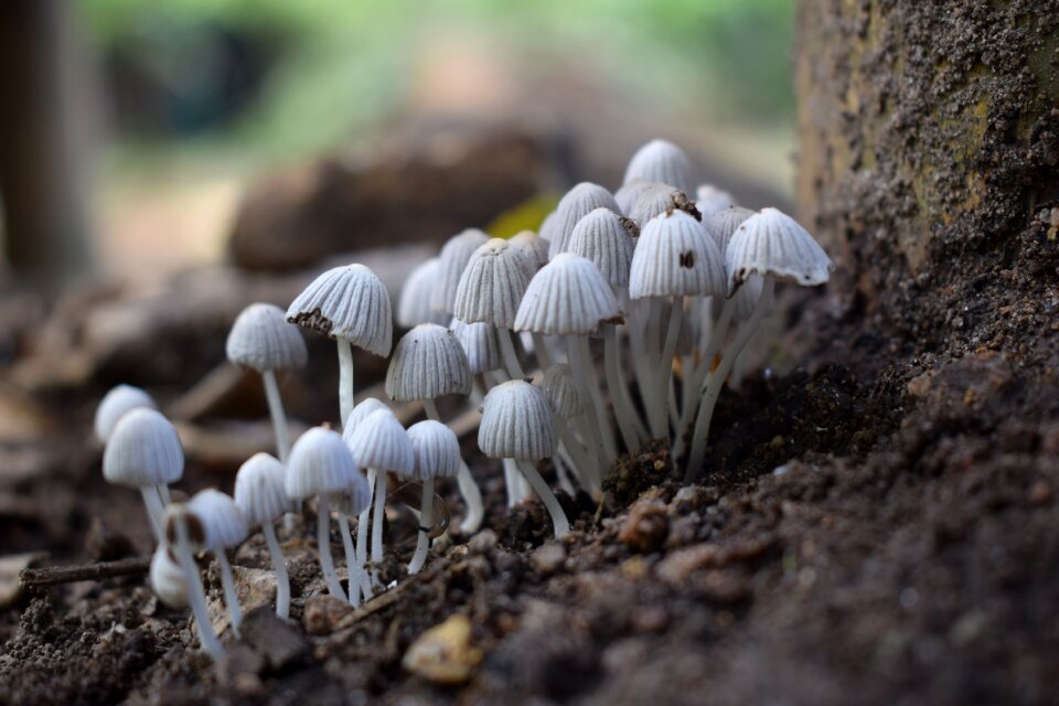 Plant forest colombia