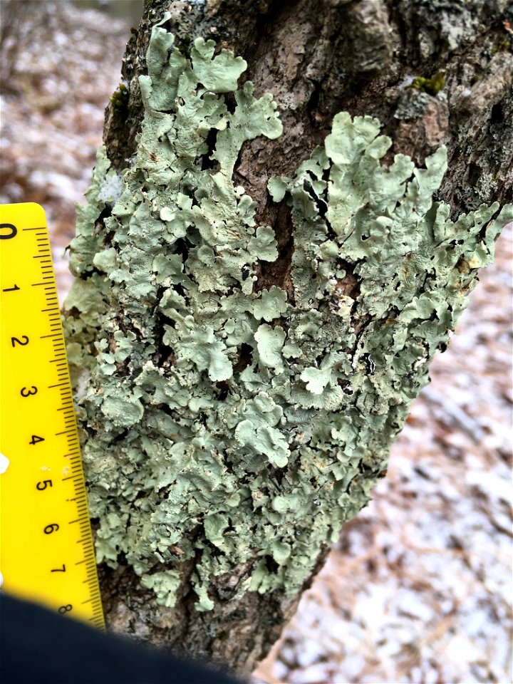 common greenshield lichen (Flavoparmelia caperata)
