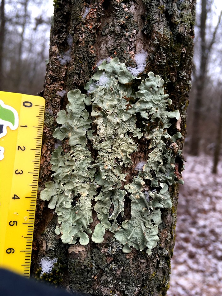 common greenshield lichen (Flavoparmelia caperata)