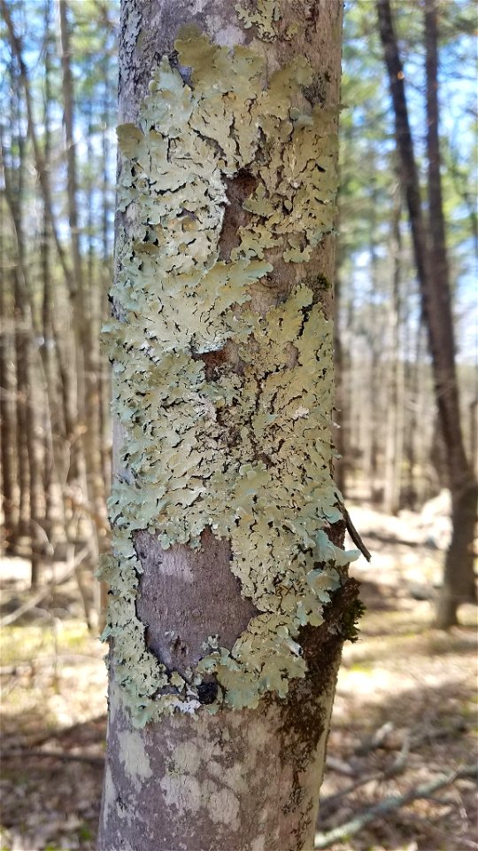 common greenshield lichen (Flavoparmelia caperata)