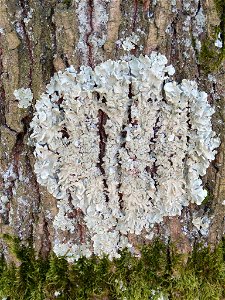 common greenshield lichen (Flavoparmelia caperata) photo
