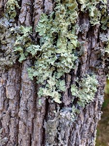 common greenshield lichen (Flavoparmelia caperata)