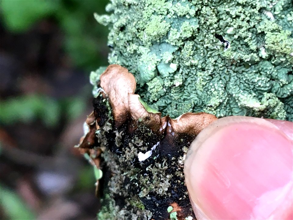 common greenshield lichen (Flavoparmelia caperata)