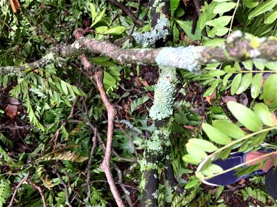 common greenshield lichen (Flavoparmelia caperata) photo