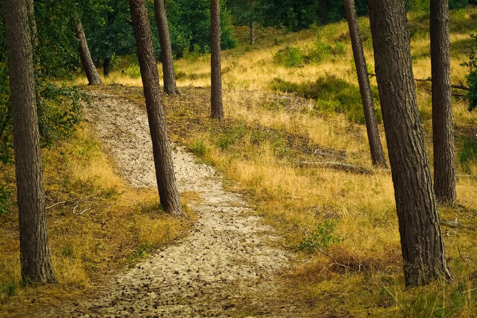 Landscape path away photo