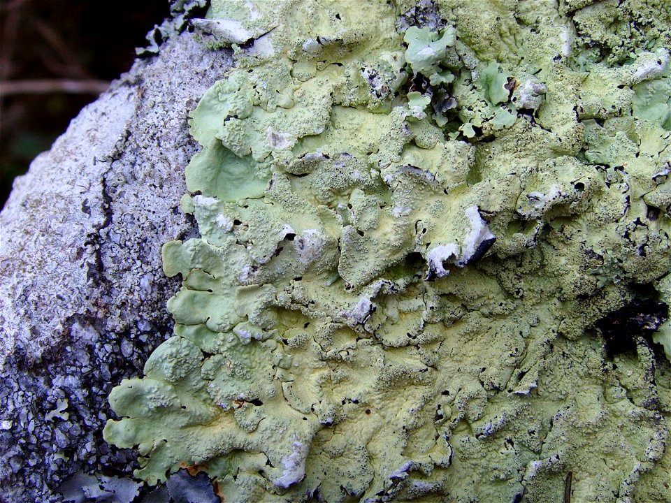 Flavoparmelia caperata, pointe du Raz (Plogoff, Finistère, Bretagne, France)