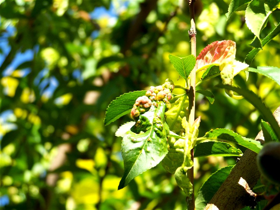 Peach Leaf Curl (Taphrina deformans)