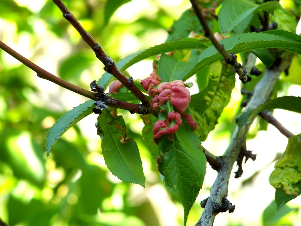 Peach Leaf Curl (Taphrina deformans)