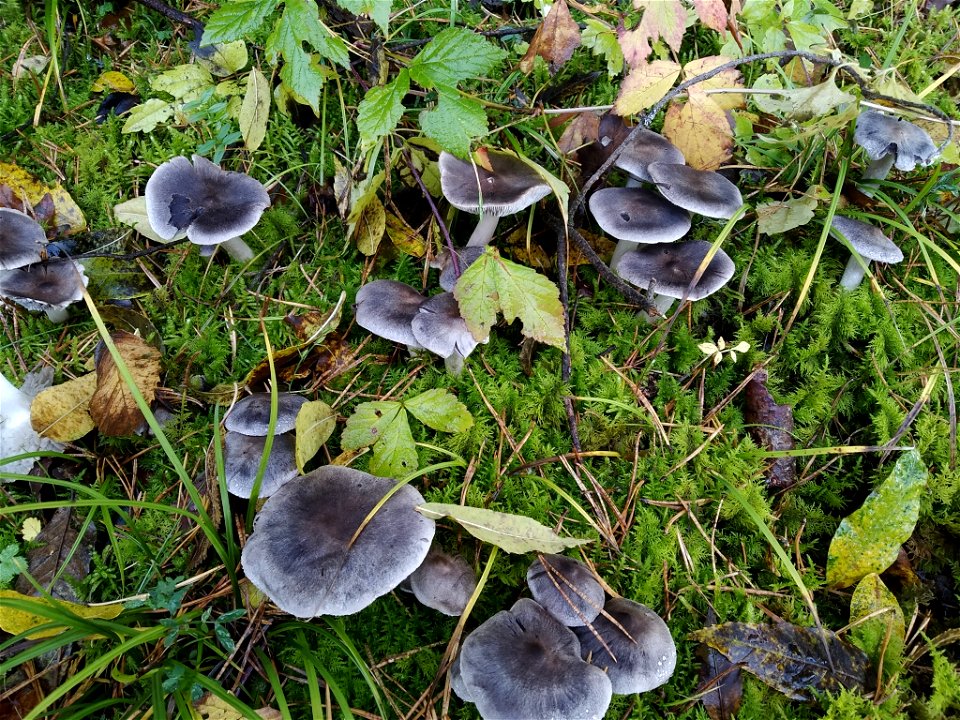 Grey Knight (Tricholoma terreum)