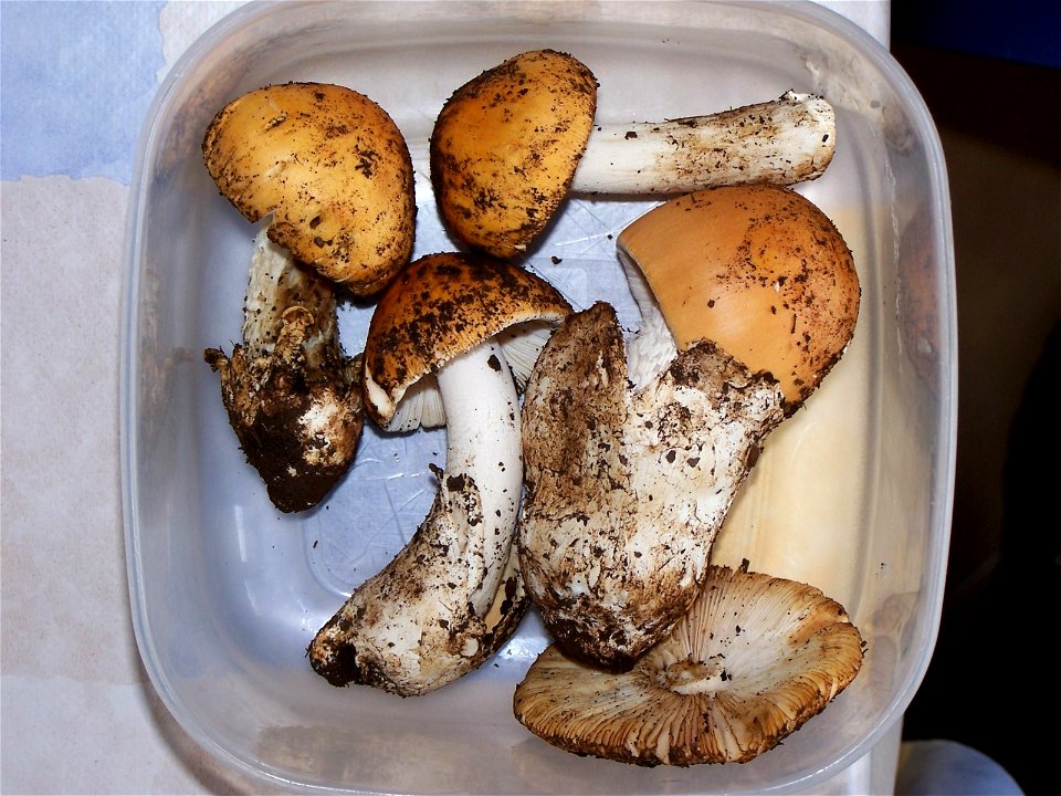 Amanita_crocea.jpg