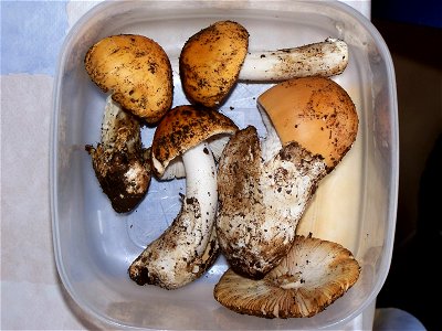 Amanita_crocea.jpg photo