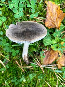 Grey Knight (Tricholoma terreum)