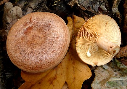 Oak Milk Cap (Lactarius quietus). Ukraine. photo