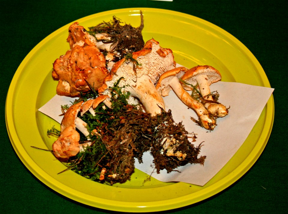 Hydnum rufescens at the 12-th countrywide mushroom exhibition 2008, Žofín, Prague, Czech Republic photo