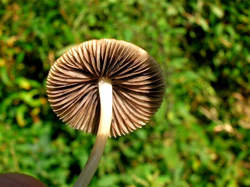 The cap and gill structure of Mycena galericulata - the Mycena Bonnet Cap. Eglinton, North Ayrshire, Scotland.