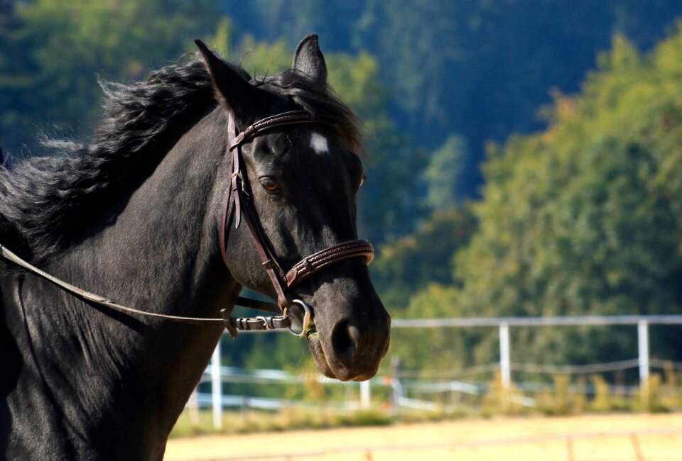 Animal stallion mane
