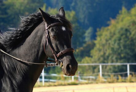 Animal stallion mane