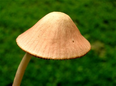 The cap of Mycena galericulata, Bonnet Cap. Eglinton Country Park, North Ayrshire, Scotland