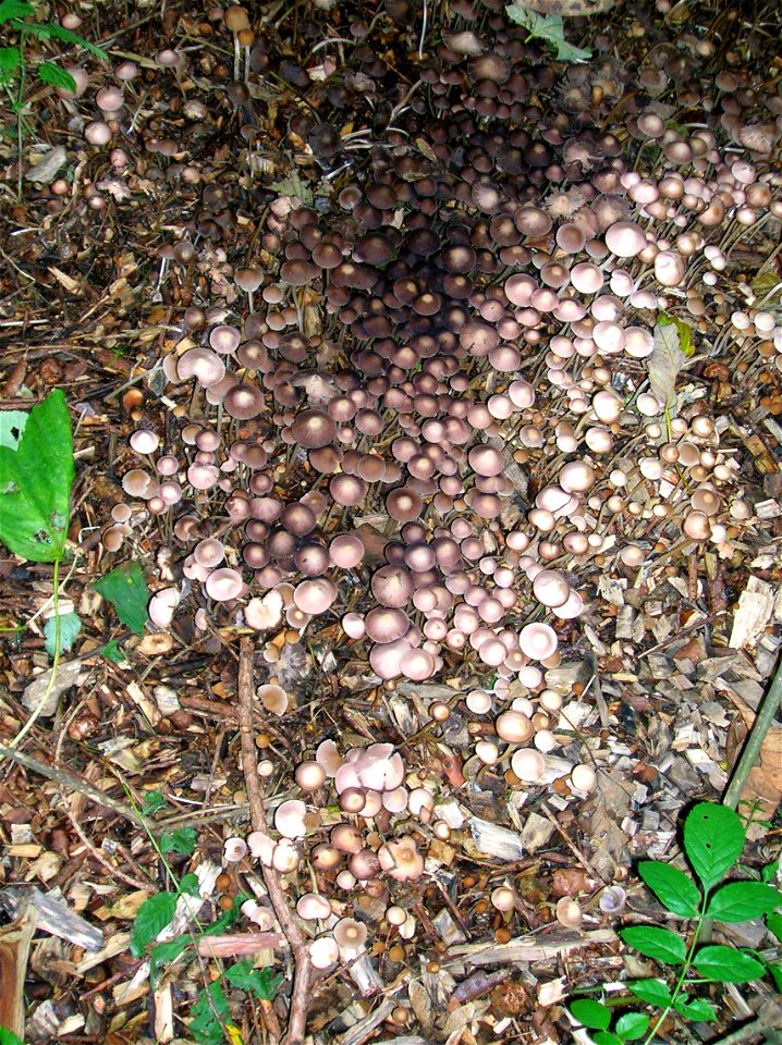 A troop of Mycena galericulata growing on wood chips in Eglinton Country Park, North Ayrshire, Scotland.