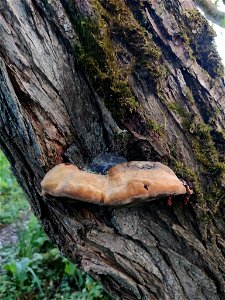 Willow Bracket (Phellinus igniarius) photo