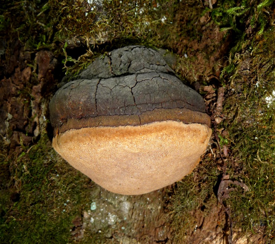 Willow bracket, fire sponge (Phellinus igniarius) on a dead Oak Quercus robur.