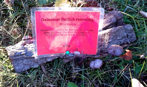Gemeiner Rettich-Helmling (Giftpilz) bei der Pilzausstellung Rostock am 27. September 2015.