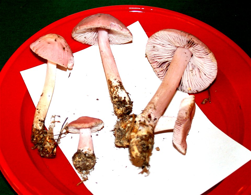 Mycena pura on Prague international mushroom exhibition 2008, Czech Republic photo