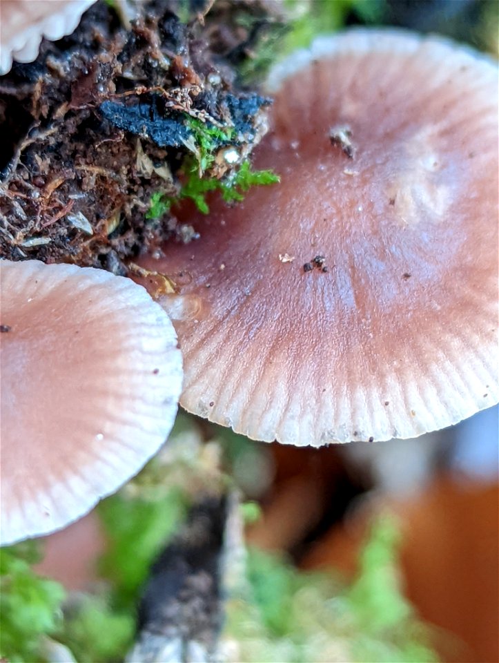 Lilac Bonnet (Mycena pura)