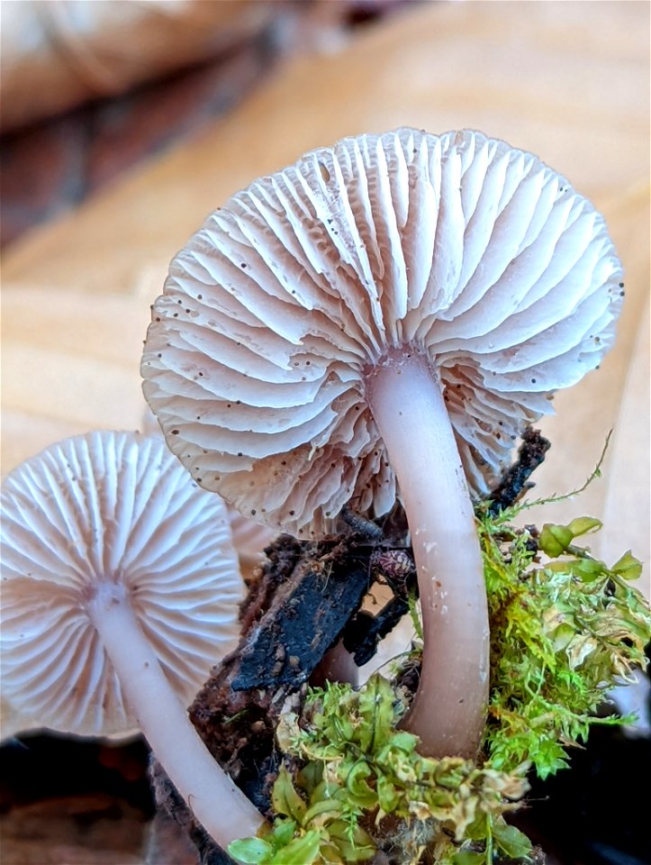 Lilac Bonnet (Mycena pura)