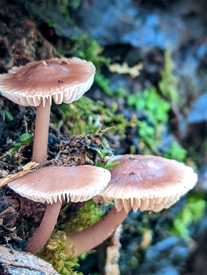 Lilac Bonnet (Mycena pura)