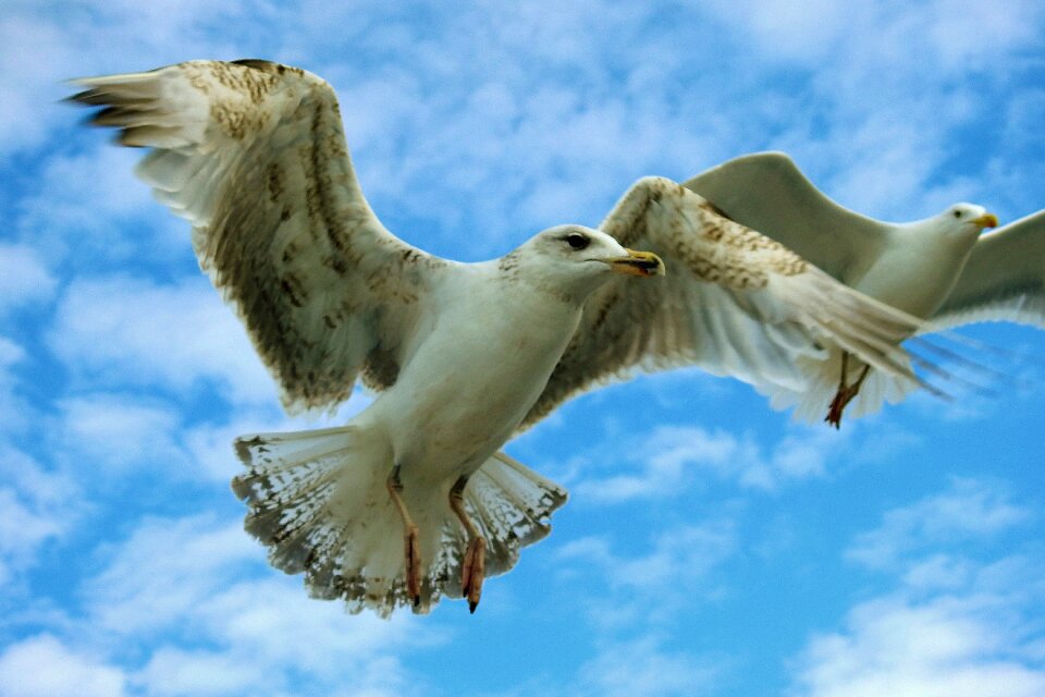 Birds nature flying