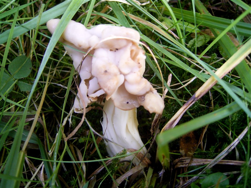 This photo shows Helvella crispa'