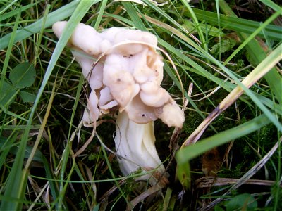 This photo shows Helvella crispa'