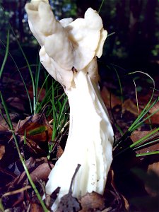 Herbstlorchel (Helvella crispa) photo