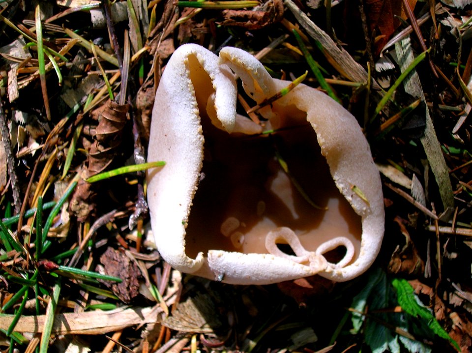 Peziza repanda - the Palamino Cup - Dean Country Park, Kilmarnock, East Ayrshire, Scotland