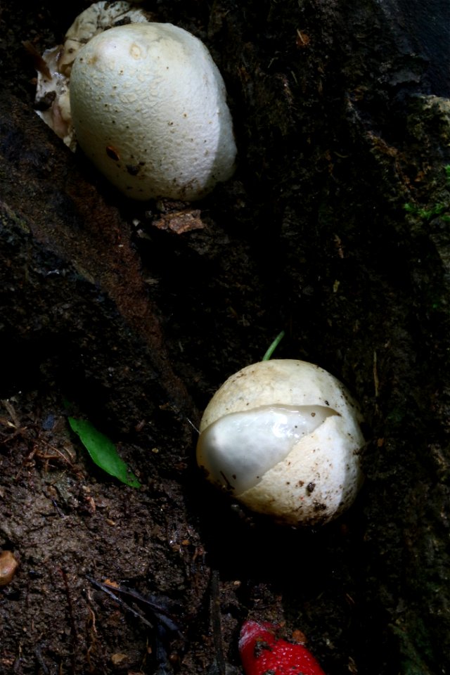 red stinkhorn (Mutinus ravenelii)