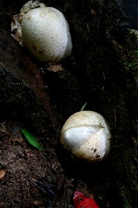 red stinkhorn (Mutinus ravenelii) photo