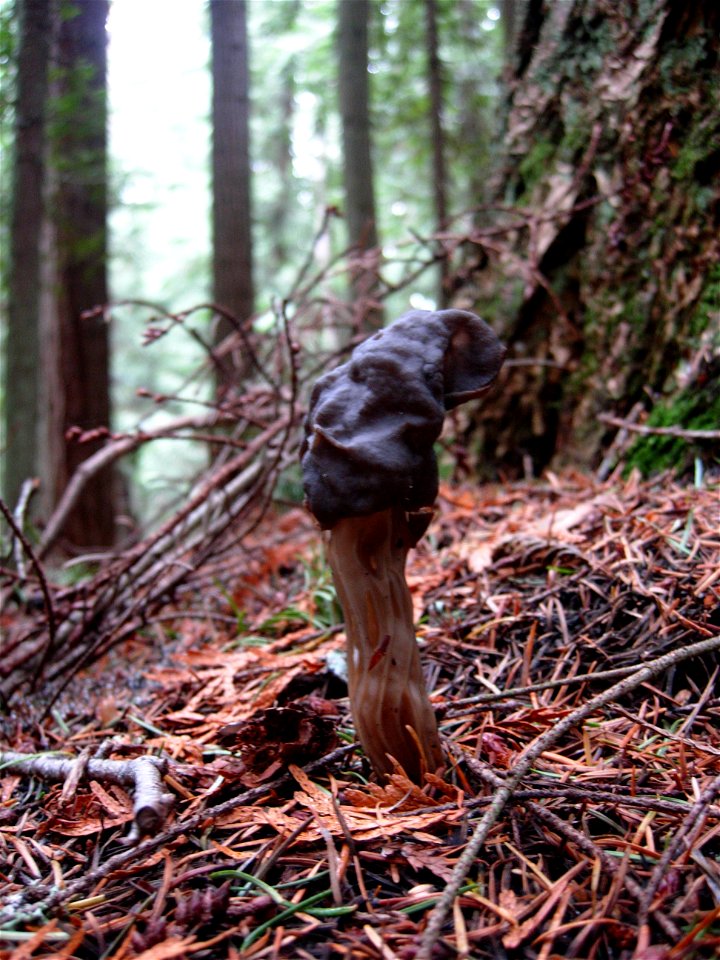A mushroom that I believe to be Helvella lacunosa. Found in Old Fort Townsend State Park, Port Townsend, Washington.