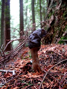 A mushroom that I believe to be Helvella lacunosa. Found in Old Fort Townsend State Park, Port Townsend, Washington. photo