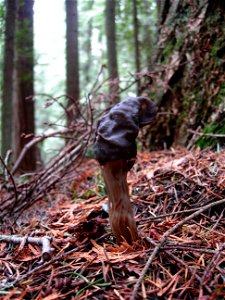 A mushroom that I believe to be Helvella lacunosa. Found in Old Fort Townsend State Park, Port Townsend, Washington.