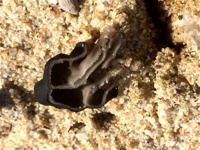 Elfin Saddle (Helvella lacunosa) photo